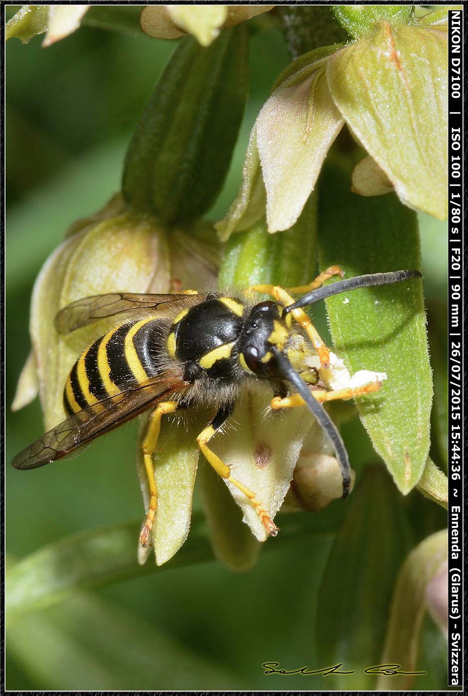 Epipactis helleborine dalla Svizzera 6